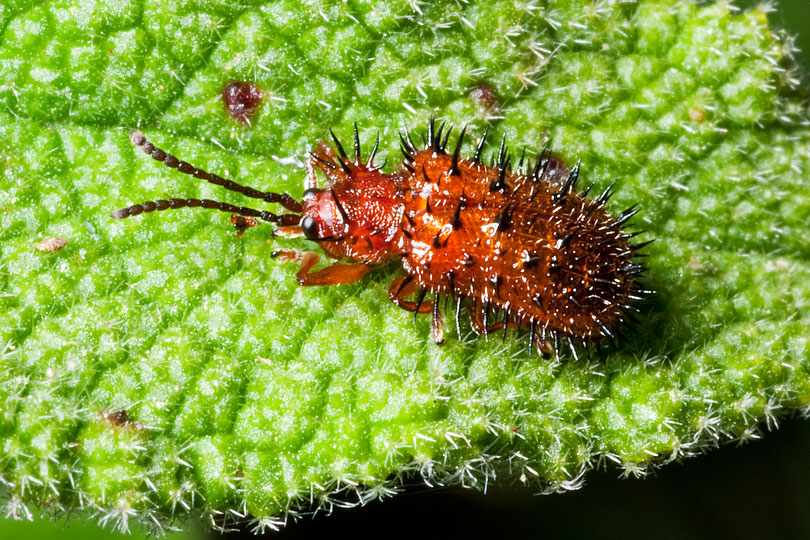 Coleotteri spinosi? Hispa atra e Hispa testacea